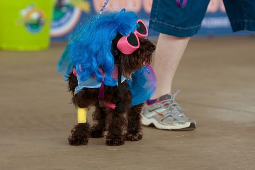 McDonough, GA, USA - May 10, 2014:  A dog is dressed in a Lady Gaga costume at the annual Dog Days of McDonough festival.