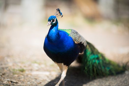 Beautiful male peacock lying on green lawn atracting female.