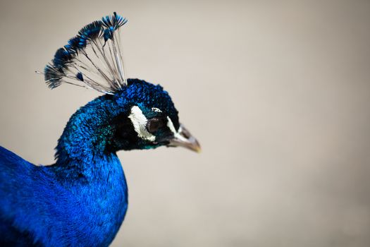 Beautiful male peacock lying on green lawn atracting female.