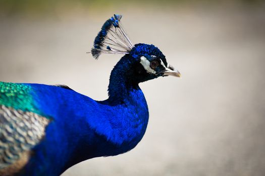 Beautiful male peacock lying on green lawn atracting female.