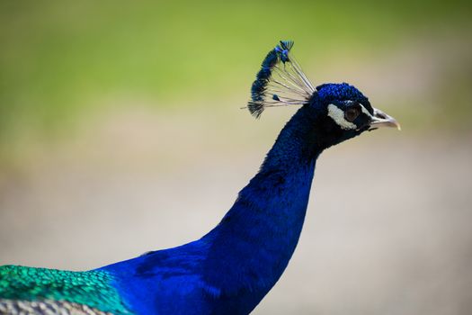 Beautiful male peacock lying on green lawn atracting female.