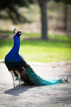 Beautiful male peacock lying on green lawn atracting female.