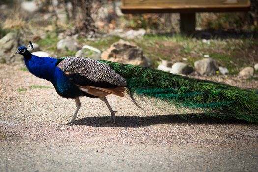 Beautiful male peacock lying on green lawn atracting female.