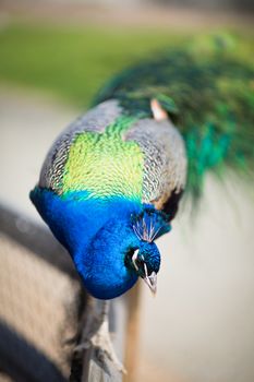 Beautiful male peacock lying on green lawn atracting female.