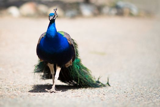 Beautiful male peacock lying on green lawn atracting female.