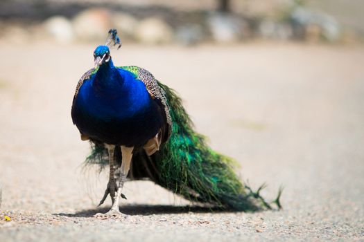 Beautiful male peacock lying on green lawn atracting female.