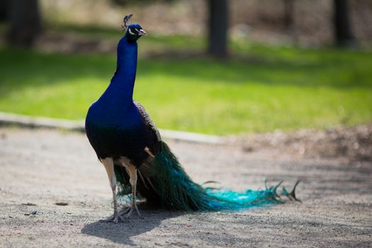 Beautiful male peacock lying on green lawn atracting female.