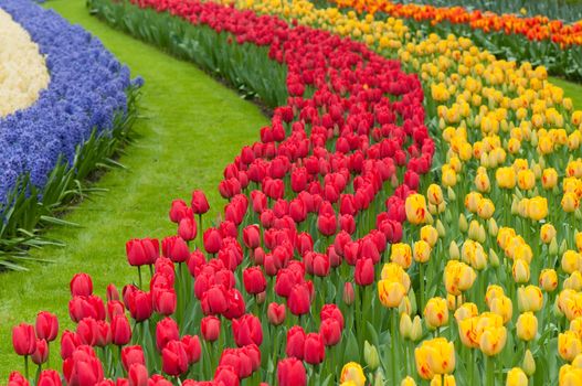 Flower beds of multicolored tulips, many waves