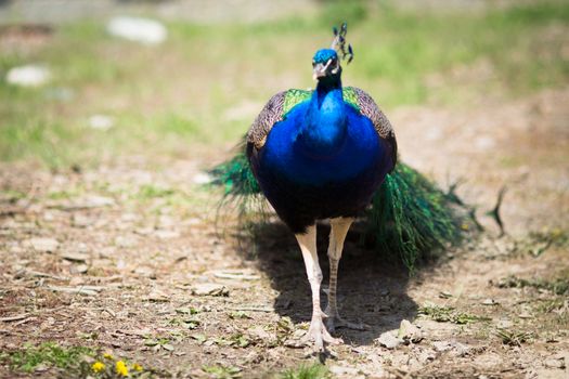 Beautiful male peacock lying on green lawn atracting female.