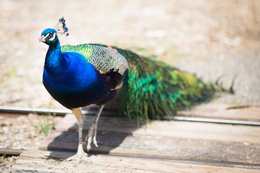 Beautiful male peacock lying on green lawn atracting female.