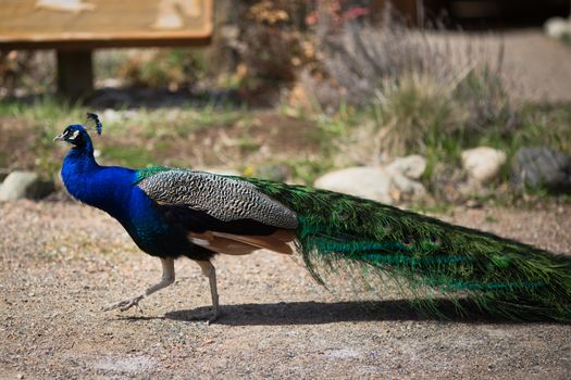 Beautiful male peacock lying on green lawn atracting female.