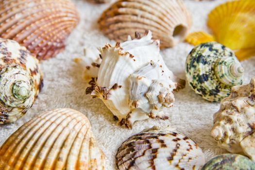 Photo of lot seashells on color towel