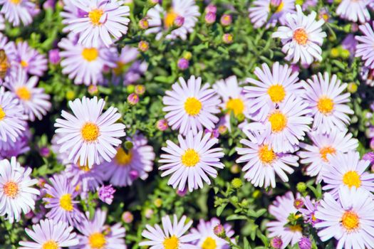 Summer photo of many flowers on green background