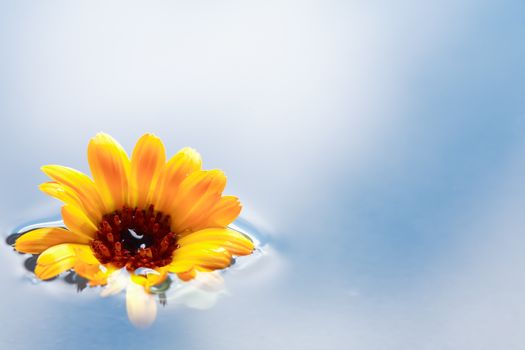 Romance concept. Yellow daisy flower on water surface with free space for text