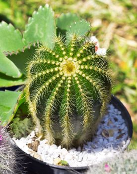 Succulent trees resistant to drought