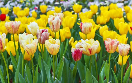 bouquet of flowers are blooming in the summer of Thailand