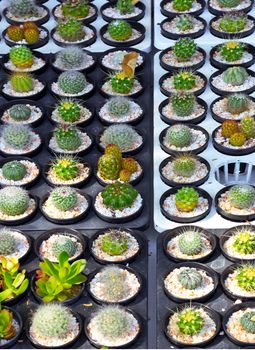 Succulent trees resistant to drought