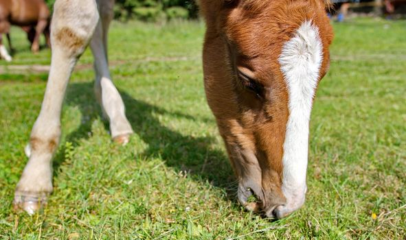 Young foal grazing green grass