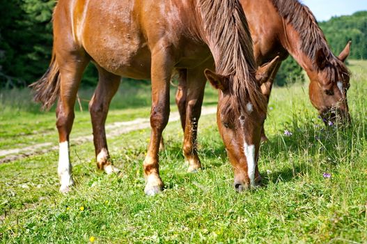 Brown horses grazing green grass