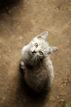 White and gray kitten (cat) lies and stares at you