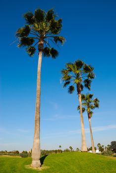 Convergent palms at a golf course.