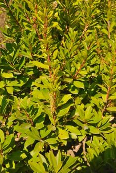 Detail of green leaves of a  bush