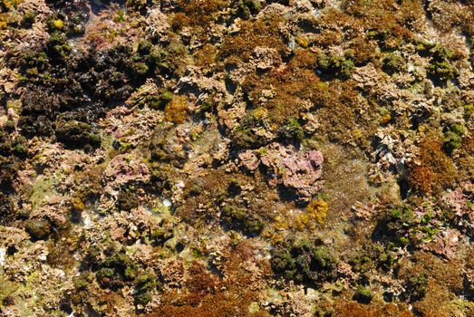 Texture of rock at the Mediterranean beach