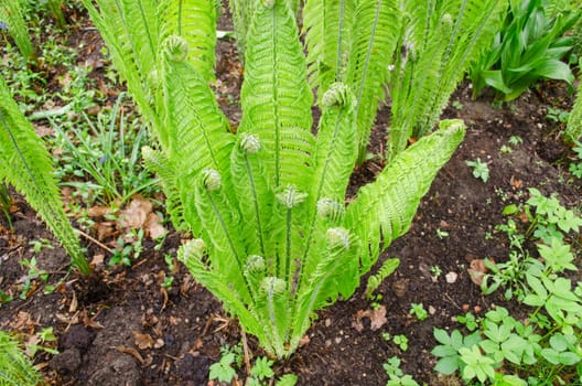 young bright twisted green ferns in the garden