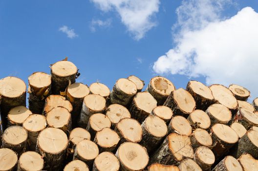 large pile of cut pine logs on blue sky background