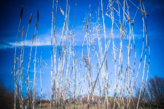 Wheat str5aws closeup with a bright blue sky and clouds background