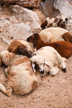 group of colorful sheeps lay on sand
