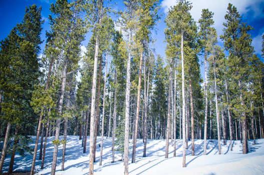 Pine tree trunks in forets over winter snow