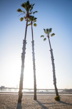 Palm tree silhouette with a beach pier on the background under a bright blue sky sunset