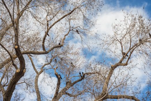 Birds singing on tree banches under a bright blue sky evening can be used as background