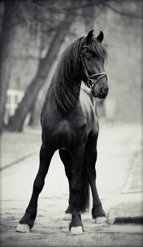 Black stallion. Sports black horse. Thoroughbred horse. Beautiful horse.