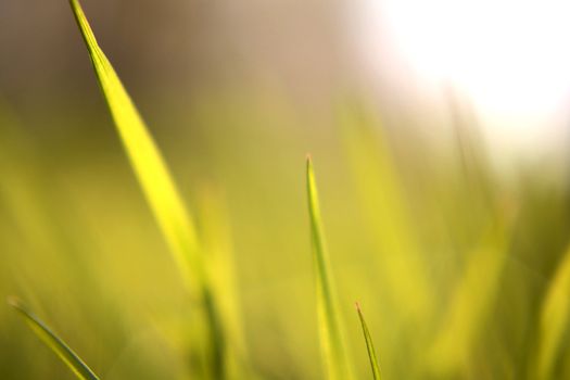 Fresh summer nature background with blades of green grass backlit by a bright sun with selective focus and blur for a soft ethereal effect