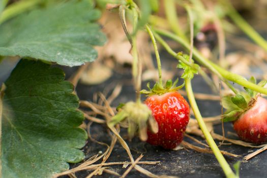 Close-up of ripe sweet strawberries, natural source of vitamin C and antioxidants, grown on green vine with leaves, on the ground