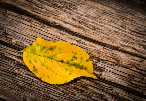 abstract background One autumn yellow leaves