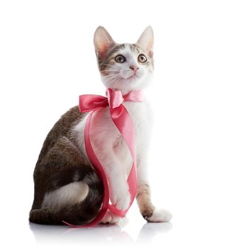 The kitten with a pink tape. Multi-colored small kitten. Kitten on a white background. Small predator. Small cat.