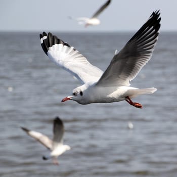 flying seagull over the sea