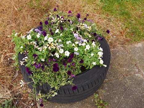 Blooming colorful flowerbed inside an old car tire