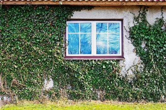 ivy