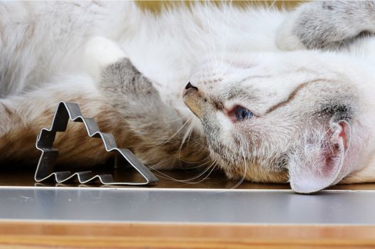 kitten and christmas cookie cutters