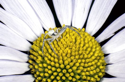 A flower crab spider on a White Ox-eye daisy flower