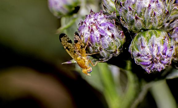 I found this fly on a thistle
