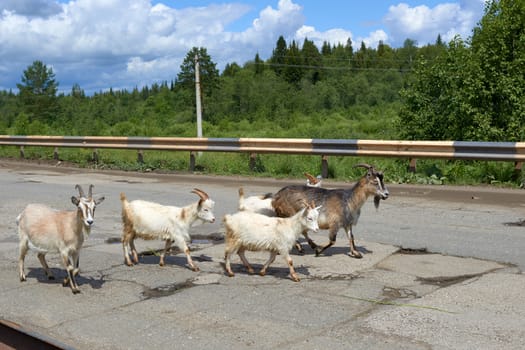 five large and small goats on a bumpy road