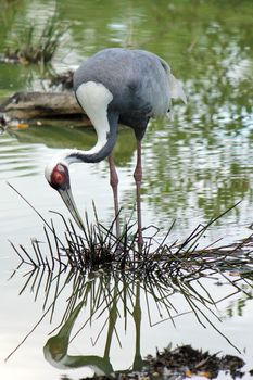 Sandhill crane next to water with reflection