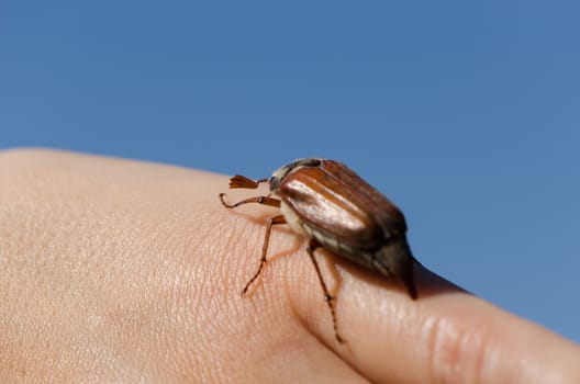 woman palms and fingers crawling big brown cockchafer chafer beetle crawls fingers up spread wings and flies on blue sky background