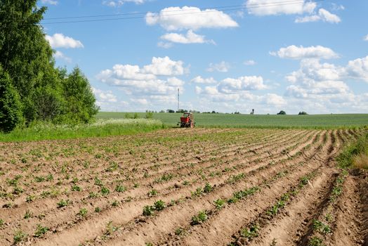 Farmer with small rural tractor plough hill up potato plants in agriculture field.