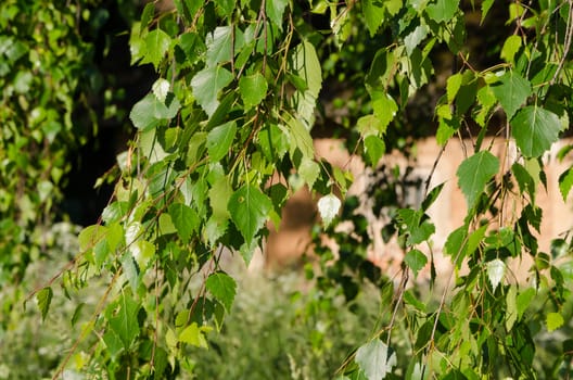 Closeup of birch tree branch with green leaves against village house.